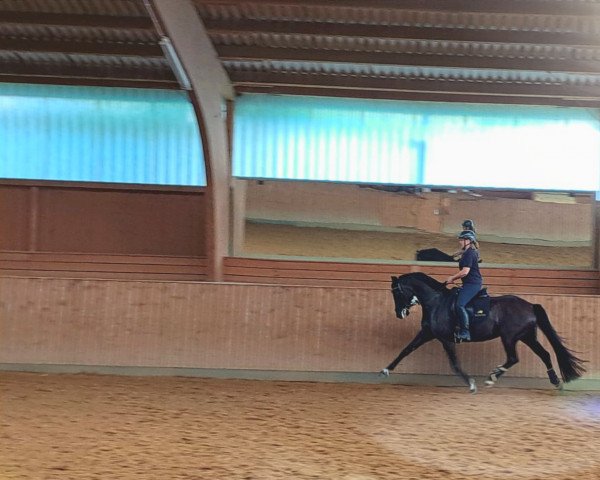 dressage horse Elisie (German Sport Horse, 2012, from Antaeus)