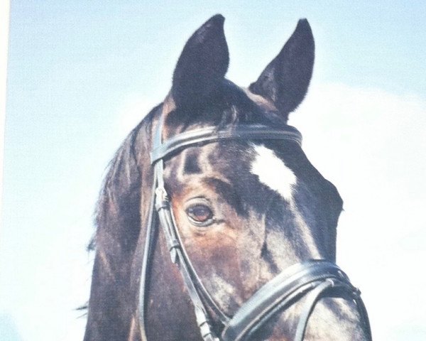 stallion Winnetou (Bavarian, 1993, from Wildkönig)