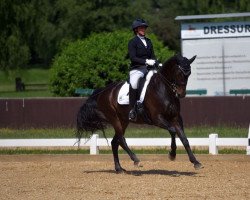 dressage horse Fiorello R (Westphalian, 2010, from Flatrate)