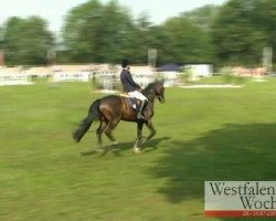 dressage horse Rambo 491 (Westphalian, 2006, from Rheingau)