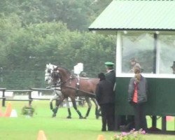 Pferd Orpheu (Lusitano, 1995, von Trinco)