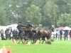 dressage horse Varom (KWPN (Royal Dutch Sporthorse), 2002, from Nando)