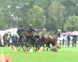 dressage horse Varom (KWPN (Royal Dutch Sporthorse), 2002, from Nando)