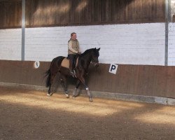 dressage horse Donna 232 (German Riding Pony, 1995, from Dressman)