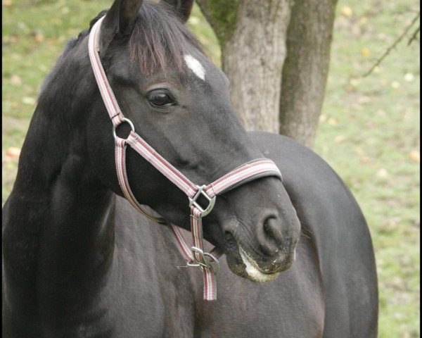 dressage horse Daniel the Dark (Rhinelander, 2005, from Donauwalzer)