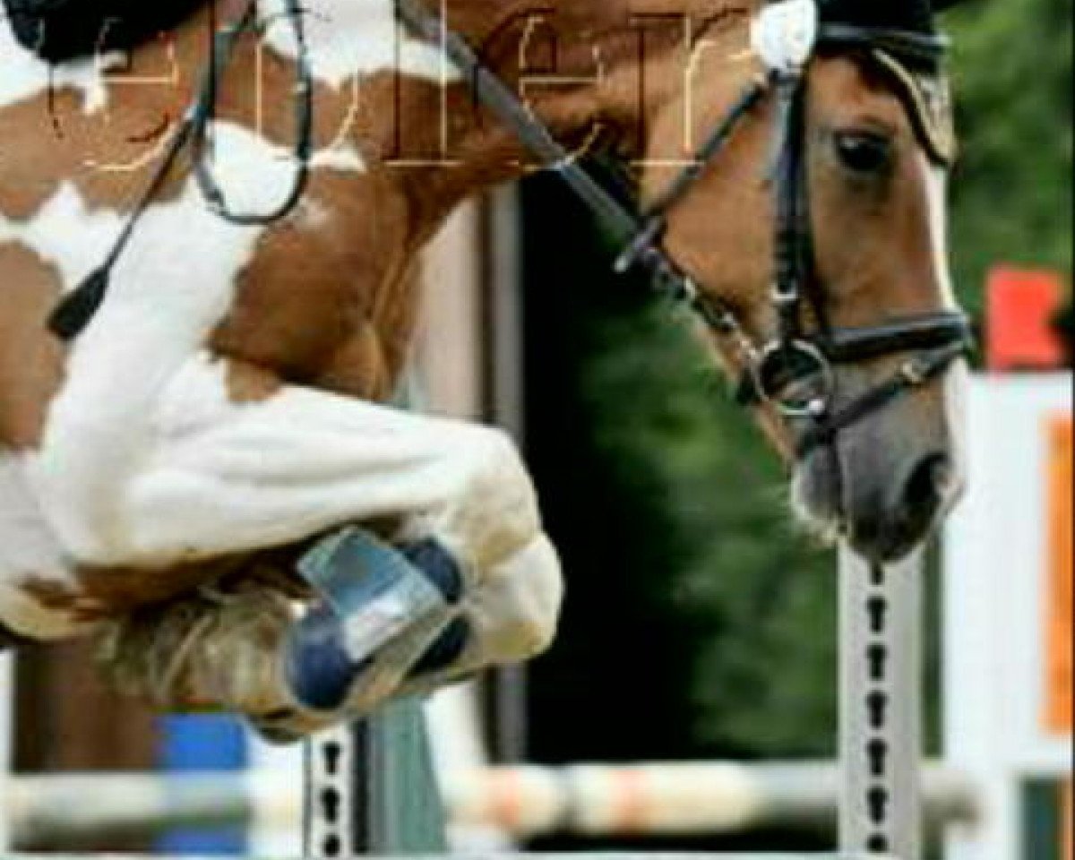 jumper Lucky (Pinto / Small Riding Horse, 2000)