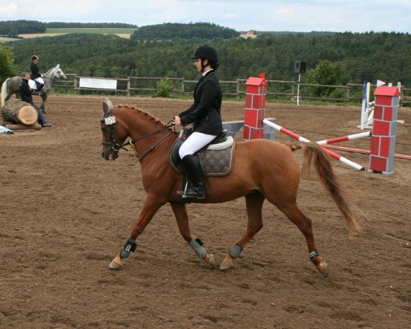 Pferd Sennefer ox (Vollblutaraber, 1992, von Sawlagan EAO)