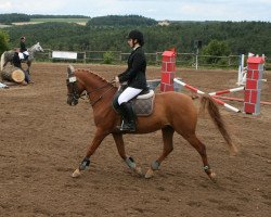 horse Sennefer ox (Arabian thoroughbred, 1992, from Sawlagan EAO)