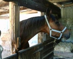 broodmare Lilli-Lola (Oldenburg, 1994, from Lungau)