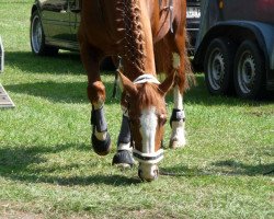 horse Nadja (KWPN (Royal Dutch Sporthorse), 1995, from Fortissimo)