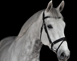 jumper Grey Pearl KJ (Hanoverian, 2013, from Grey Top)