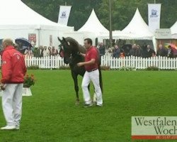 dressage horse Damon's Valentina (Westphalian, 2008, from Damon Hill)