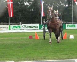 horse Joker 485 (KWPN (Royal Dutch Sporthorse), 2002, from Droomwals)