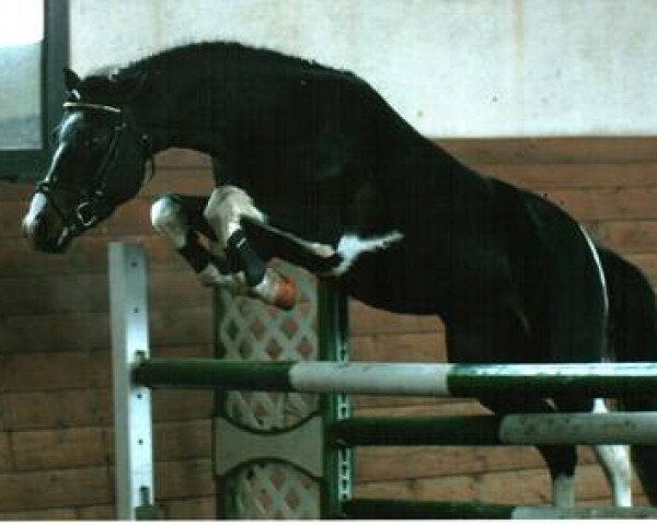 stallion El Kayr (Lewitzer, 1995, from El Paso)