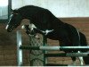 stallion El Kayr (Lewitzer, 1995, from El Paso)