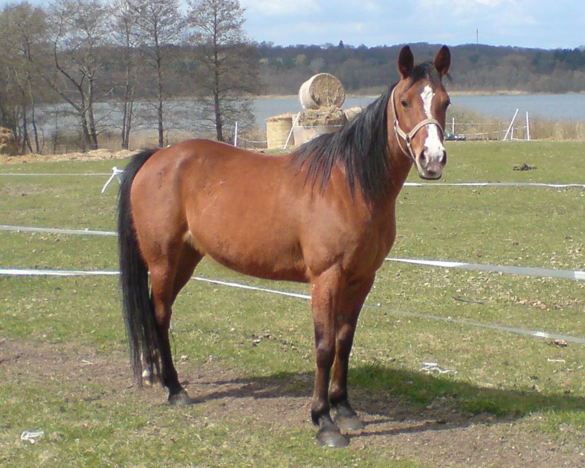 Zuchtstute Farah Bint Amun (Deutsches Reitpferd, 1997, von Amun Ibn Damat ox)