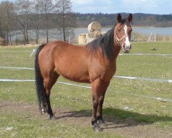 broodmare Farah Bint Amun (German Warmblood, 1997, from Amun Ibn Damat ox)