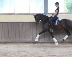 dressage horse Kaija (Bayer, 2011, from Benetton Dream FRH 1301)