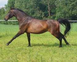 horse Ritschi (Hanoverian, 2007, from Rathenow)