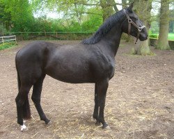 broodmare Esmeralda (Hanoverian, 2007, from El Bundy)