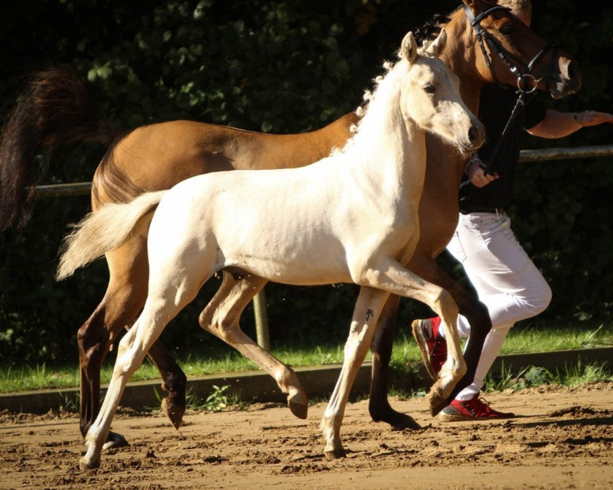 dressage horse Nandor (German Riding Pony, 2022, from FS New Chance)