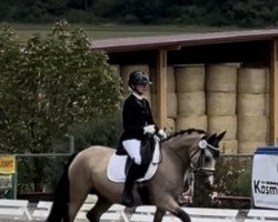 dressage horse Dornik's Dancing Queen AT (Deutsches Reitpony, 2018, from Dornik B)