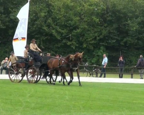 jumper Tango 283 (KWPN (Royal Dutch Sporthorse), 2000, from Kelvin)