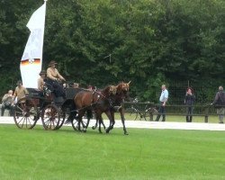 Springpferd Tango 283 (KWPN (Niederländisches Warmblut), 2000, von Kelvin)