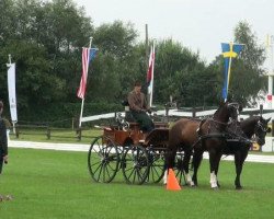 horse Zorro B (KWPN (Royal Dutch Sporthorse), 2004, from Jackson)