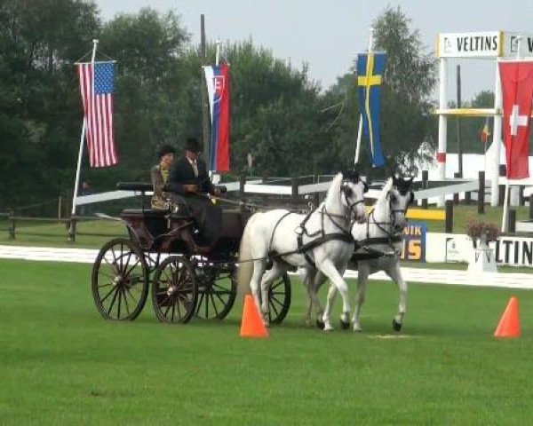 Pferd 7011 Conversano VI-25 (Lipizzaner, 2001, von 204 Conversano VI Gaetana)