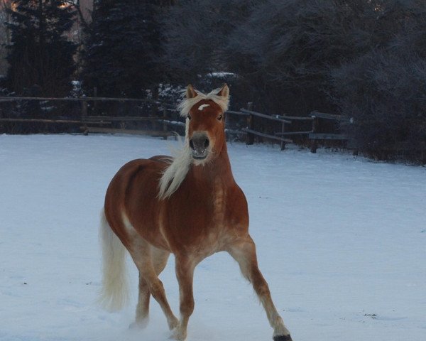 Pferd Amanda Lee (3,91% ox) (Edelbluthaflinger, 2002, von Nandolino (7,81% ox))