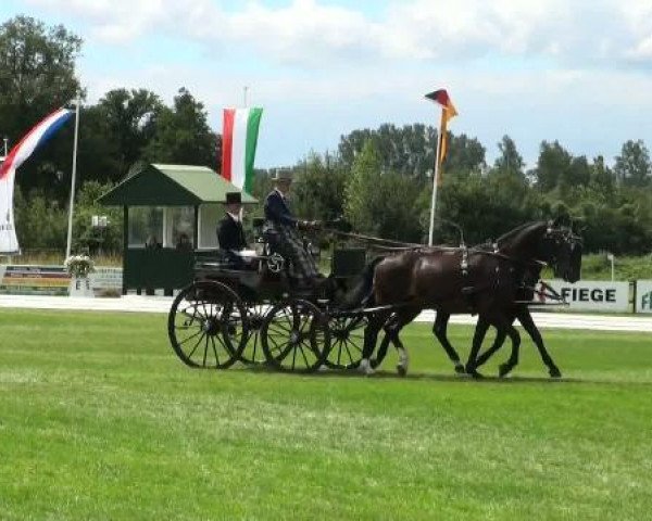 Pferd Vojumgaards Dustin (Dänisches Warmblut, 2004, von de Noir 3)