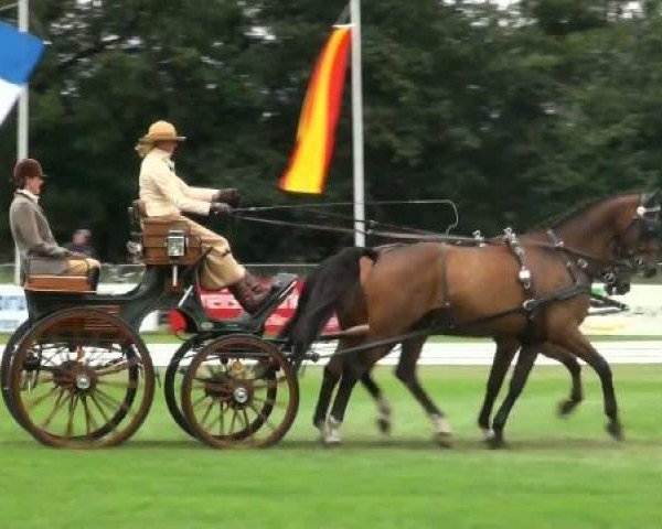 horse Valerie 49 (KWPN (Royal Dutch Sporthorse), 2002, from Onze Fons)