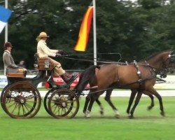 horse Valerie 49 (KWPN (Royal Dutch Sporthorse), 2002, from Onze Fons)