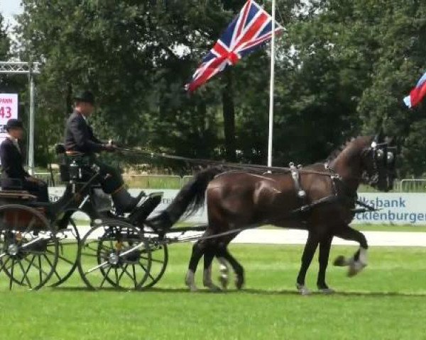 Pferd Zilverschoon (KWPN (Niederländisches Warmblut), 2004, von Seinman)