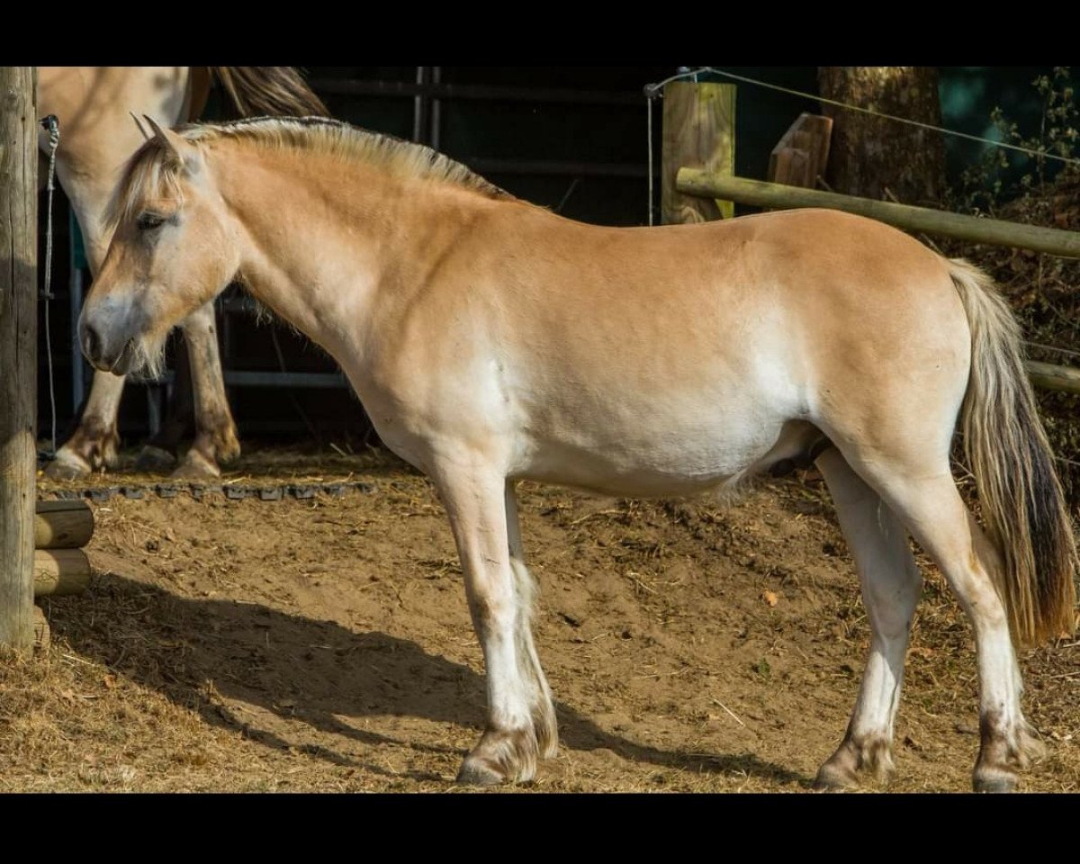 horse Ricc (Fjord Horse, 2021, from Rion)