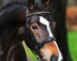 broodmare Comtessa 105 (Westphalian, 2006, from Cornet Obolensky)