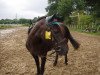 broodmare Flocke (South German draft horse, 1981, from Junius)