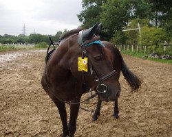 broodmare Flocke (South German draft horse, 1981, from Junius)