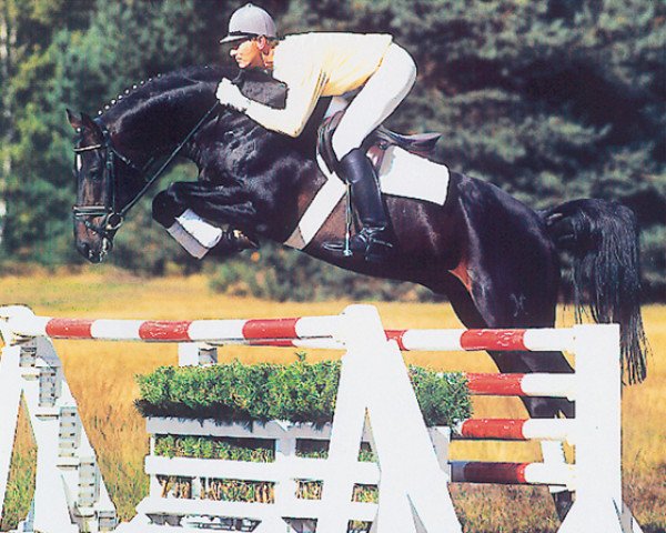 horse Fabriano (Hanoverian, 1987, from Wendulan)