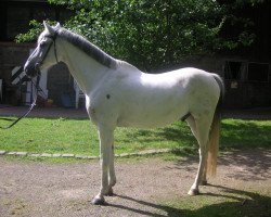 Pferd Vargo Bianco (Deutsches Reitpony, 1991, von Valento)