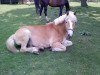 horse Bimbo (Haflinger, 2006, from Almwind)