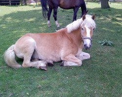 Pferd Bimbo (Haflinger, 2006, von Almwind)