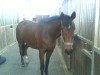 horse Campino (German Sport Horse, 2007, from Cottbus)