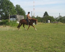 dressage horse Dragon 104 (German Riding Pony, 2007, from FS Don't Worry)