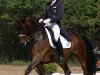 dressage horse Henny Hennessy (Hanoverian, 2003, from Hofrat)