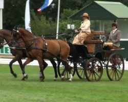 stallion Tyron 2 (Pinto / Hunter, 2005, from Lord)