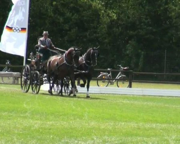 horse Power Pit 2 (KWPN (Royal Dutch Sporthorse), 1996, from Harald)