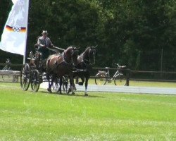 Pferd Power Pit 2 (KWPN (Niederländisches Warmblut), 1996, von Harald)