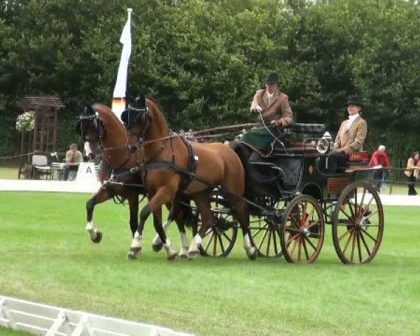 Pferd Alfred 71 (KWPN (Niederländisches Warmblut), 2005, von Talos)